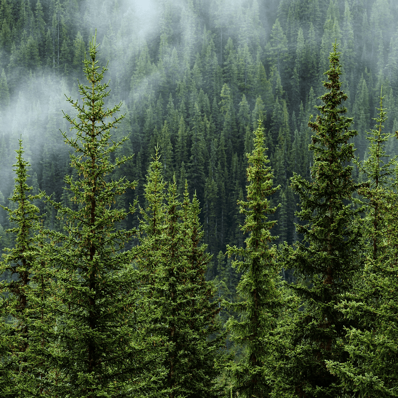 Le Québec à travers nos fragrances - Moodgie