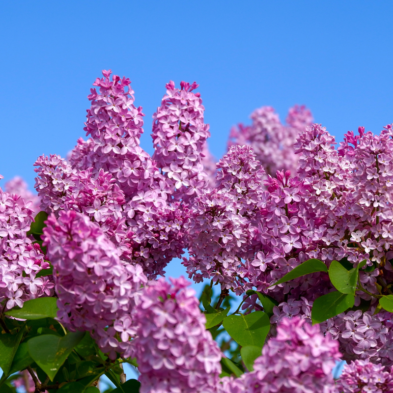 Pourquoi l'odeur du lilas nous ramène instantanément dans nos souvenirs - Moodgie